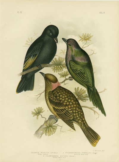 Shining Calornis or Metallic Starling or Shining Starling, 1891 by Gracius Broinowski